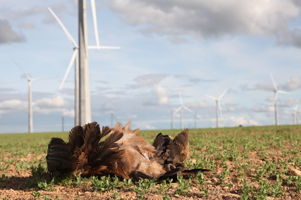 ¿TIERRA DE CAMPOS… O DE POLÍGONOS INDUSTRIALES? – EL CONFLICTO DE LAS ENERGÍAS&nbsp;RENOVABLES